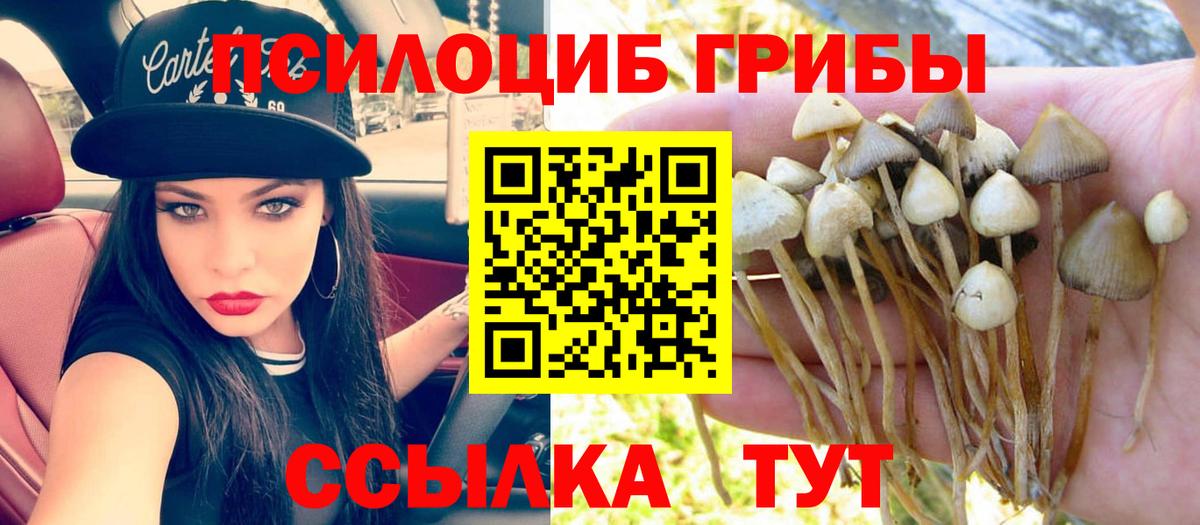 где можно купить наркотик  Псилоцибиновые грибы GOLDEN TEACHER  Тамбов  Вход с VPN  Галлюциногенные грибы прущие грибы 